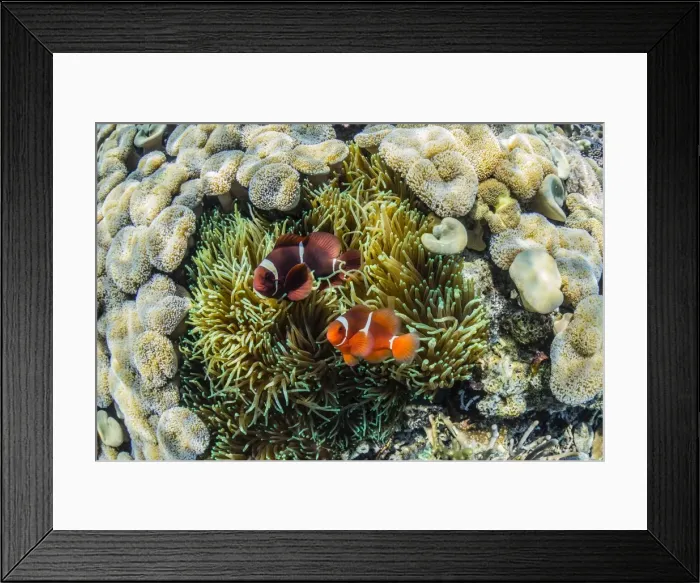 Framed Print : A pair of spinecheek anemonefish (Premnas biaculeatus), Sebayur Island, Komodo Island National Park, Indonesia, Southeast Asia, Asia Framed Print : A pair of spinecheek anemonefish (Premnas biaculeatus), Sebayur Island, Komodo Island National Park, Indonesia, Southeast Asia, Asia