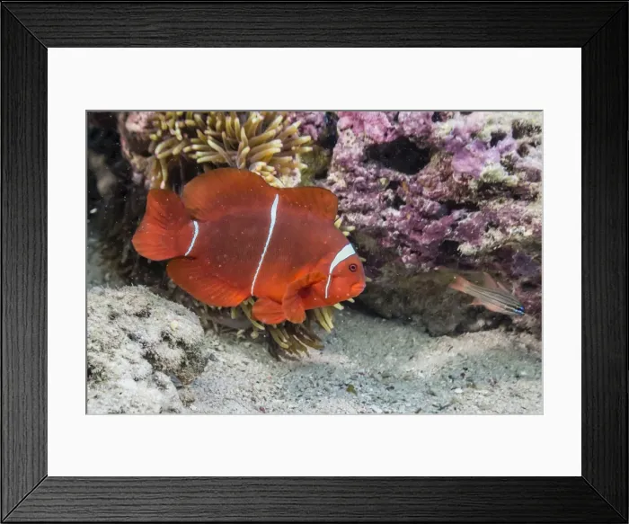 Framed Print : An adult female spinecheek anemonefish (Premnas biaculeatus), Sebayur Island, Komodo Island National Park, Indonesia, Southeast Asia, Asia Framed Print : An adult female spinecheek anemonefish (Premnas biaculeatus), Sebayur Island, Komodo Island National Park, Indonesia, Southeast Asia, Asia