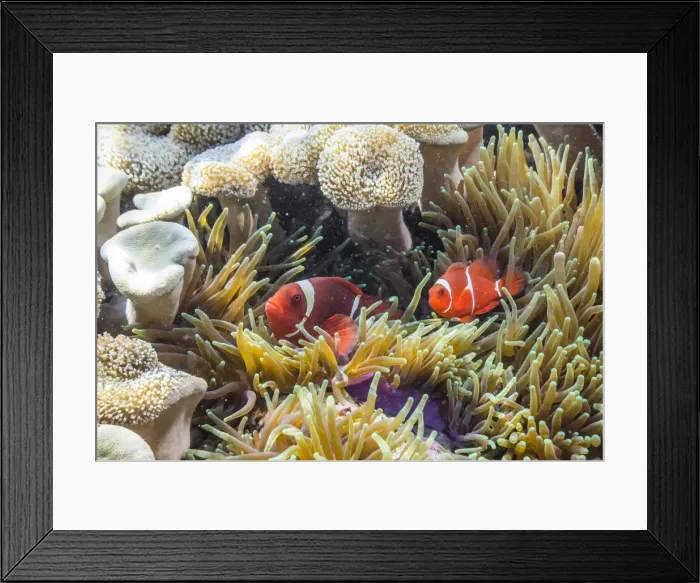 Framed Print : A pair of spinecheek anemonefish (Premnas biaculeatus), Sebayur Island, Komodo Island National Park, Indonesia, Southeast Asia, Asia Framed Print : A pair of spinecheek anemonefish (Premnas biaculeatus), Sebayur Island, Komodo Island National Park, Indonesia, Southeast Asia, Asia