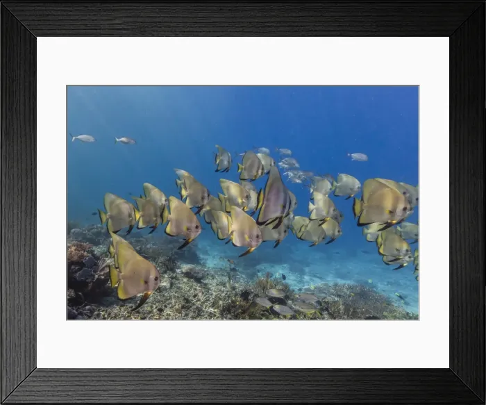Framed Print : A school of batfish (Platax orbicularis) on Sebayur Island, Komodo Island National Park, Indonesia, Southeast Asia, Asia Framed Print : A school of batfish (Platax orbicularis) on Sebayur Island, Komodo Island National Park, Indonesia, Southeast Asia, Asia
