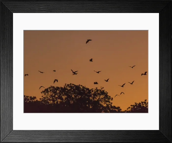 Framed Print : Flying foxes (Pteropus spp), take flight after sunset on Tengah Besar Island, Komodo Island National Park, Indonesia, Southeast Asia, Asia Framed Print : Flying foxes (Pteropus spp), take flight after sunset on Tengah Besar Island, Komodo Island National Park, Indonesia, Southeast Asia, Asia