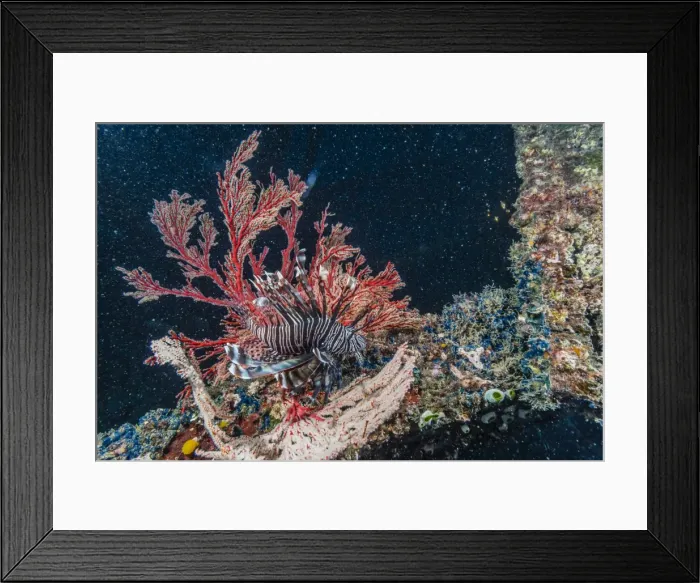 Framed Print : Common lionfish (Pterois volitans) at night near the dock of the Komodo Island Diving Resort, Sebayur Island, Komodo Island National Park, Indonesia, Southeast Asia, Asia Framed Print : Common lionfish (Pterois volitans) at night near the dock of the Komodo Island Diving Resort, Sebayur Island, Komodo Island National Park, Indonesia, Southeast Asia, Asia