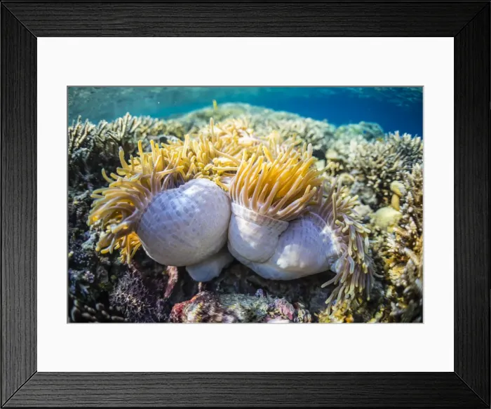Framed Print : Hard and soft corals and anenomes underwater on Sebayur Island, Komodo Island National Park, Indonesia, Southeast Asia, Asia Framed Print : Hard and soft corals and anenomes underwater on Sebayur Island, Komodo Island National Park, Indonesia, Southeast Asia, Asia