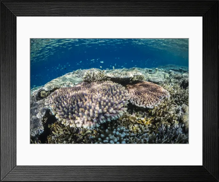 Framed Print : Hard and soft corals and reef fish underwater on Sebayur Island, Komodo Island National Park, Indonesia, Southeast Asia, Asia Framed Print : Hard and soft corals and reef fish underwater on Sebayur Island, Komodo Island National Park, Indonesia, Southeast Asia, Asia