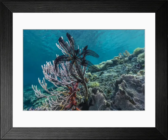 Framed Print : Hard and soft corals and crinoid underwater on Sebayur Island, Komodo Island National Park, Indonesia, Southeast Asia, Asia Framed Print : Hard and soft corals and crinoid underwater on Sebayur Island, Komodo Island National Park, Indonesia, Southeast Asia, Asia