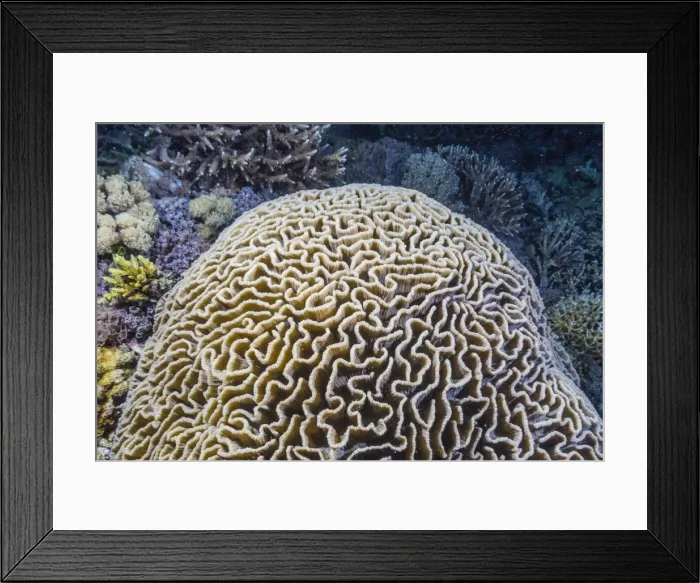 Framed Print : Brain coral at night on Sebayur Island, Komodo Island National Park, Indonesia, Southeast Asia, Asia Framed Print : Brain coral at night on Sebayur Island, Komodo Island National Park, Indonesia, Southeast Asia, Asia
