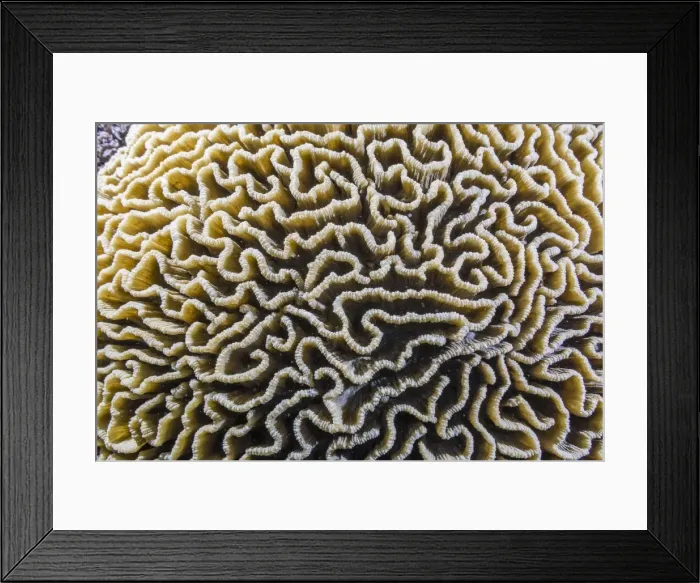 Framed Print : Brain coral at night on Sebayur Island, Komodo Island National Park, Indonesia, Southeast Asia, Asia Framed Print : Brain coral at night on Sebayur Island, Komodo Island National Park, Indonesia, Southeast Asia, Asia