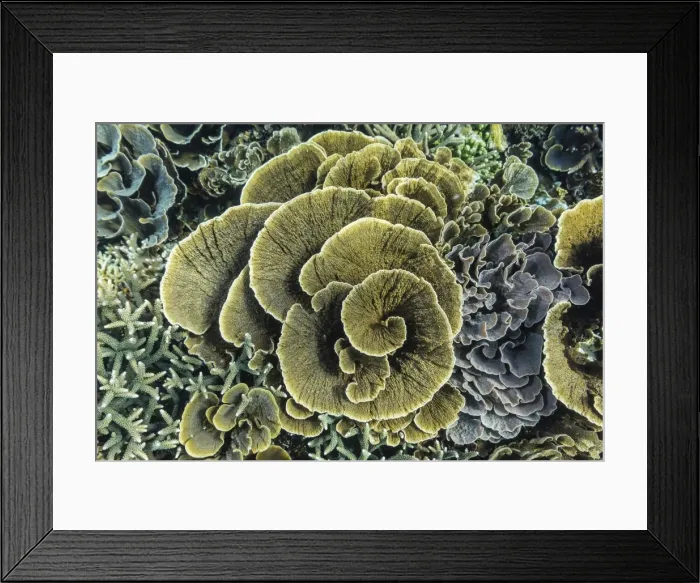 Framed Print : A profusion of hard and soft coral underwater on Siaba Kecil, Komodo Island National Park, Indonesia, Southeast Asia, Asia Framed Print : A profusion of hard and soft coral underwater on Siaba Kecil, Komodo Island National Park, Indonesia, Southeast Asia, Asia