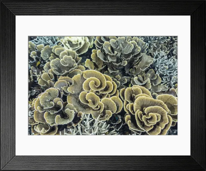 Framed Print : A profusion of hard and soft coral underwater on Siaba Kecil, Komodo Island National Park, Indonesia, Southeast Asia, Asia Framed Print : A profusion of hard and soft coral underwater on Siaba Kecil, Komodo Island National Park, Indonesia, Southeast Asia, Asia