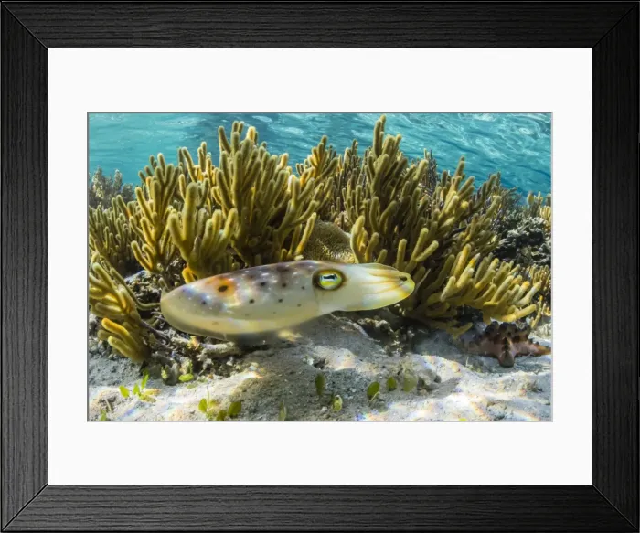 Framed Print : Adult broadclub cuttlefish (Sepia latimanus), Sebayur Island, Komodo Island National Park, Indonesia, Southeast Asia, Asia Framed Print : Adult broadclub cuttlefish (Sepia latimanus), Sebayur Island, Komodo Island National Park, Indonesia, Southeast Asia, Asia