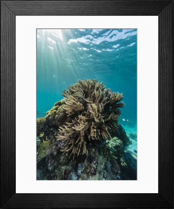 Framed Print : A profusion of hard and soft coral underwater on Tengah Besar Island, Komodo Island National Park, Indonesia, Southeast Asia, Asia Framed Print : A profusion of hard and soft coral underwater on Tengah Besar Island, Komodo Island National Park, Indonesia, Southeast Asia, Asia