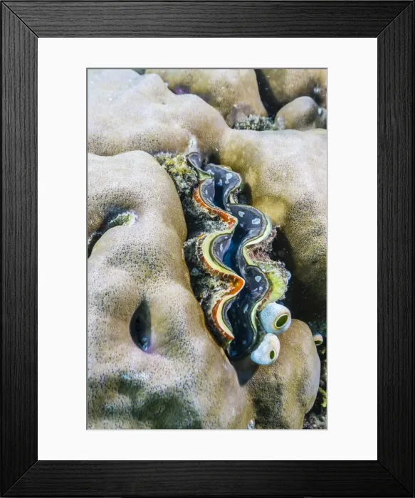 Framed Print : A profusion of hard and soft coral with a giant clam underwater on Tengah Besar Island, Komodo Island National Park, Indonesia, Southeast Asia, Asia Framed Print : A profusion of hard and soft coral with a giant clam underwater on Tengah Besar Island, Komodo Island National Park, Indonesia, Southeast Asia, Asia