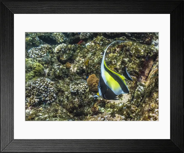 Framed Print : Adult Moorish idol (Zanclus cornutus), Batu Bolong Island, Komodo Island National Park, Indonesia, Southeast Asia, Asia Framed Print : Adult Moorish idol (Zanclus cornutus), Batu Bolong Island, Komodo Island National Park, Indonesia, Southeast Asia, Asia