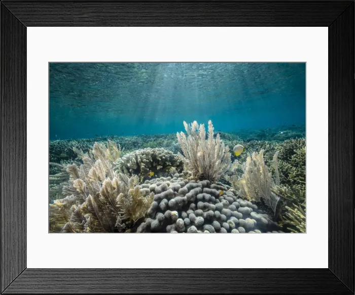 Framed Print : Hard and soft corals and reef fish underwater on Sebayur Island, Komodo Island National Park, Indonesia, Southeast Asia, Asia Framed Print : Hard and soft corals and reef fish underwater on Sebayur Island, Komodo Island National Park, Indonesia, Southeast Asia, Asia