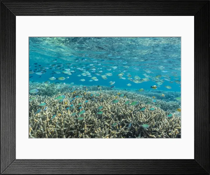 Framed Print : Hard and soft corals and reef fish underwater on Sebayur Island, Komodo Island National Park, Indonesia, Southeast Asia, Asia Framed Print : Hard and soft corals and reef fish underwater on Sebayur Island, Komodo Island National Park, Indonesia, Southeast Asia, Asia