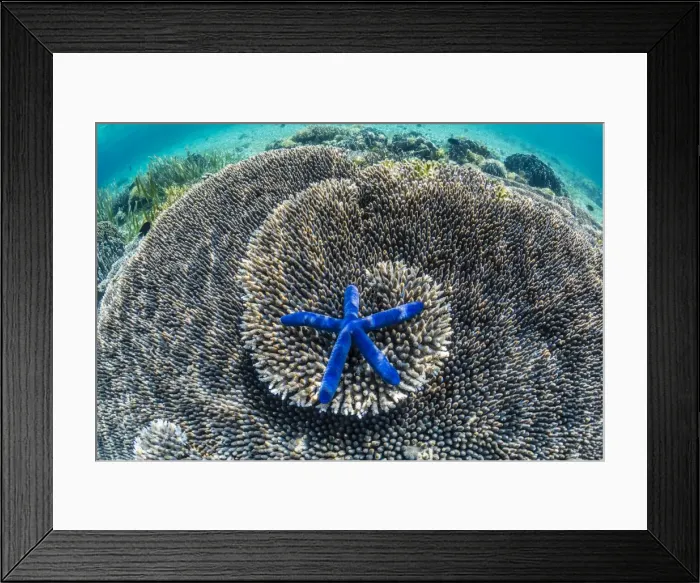 Framed Print : Hard and soft corals and sea star underwater on Sebayur Island, Komodo Island National Park, Indonesia, Southeast Asia, Asia Framed Print : Hard and soft corals and sea star underwater on Sebayur Island, Komodo Island National Park, Indonesia, Southeast Asia, Asia