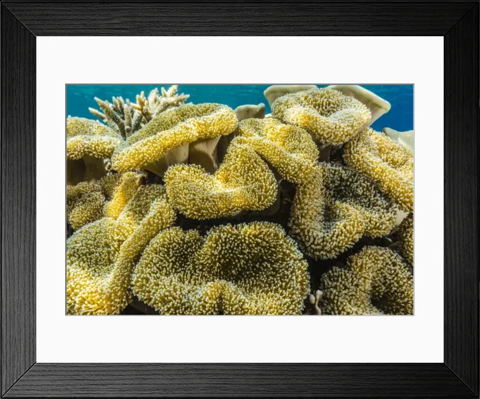 Framed Print : Hard and soft corals and reef fish underwater on Sebayur Island, Komodo Island National Park, Indonesia, Southeast Asia, Asia Framed Print : Hard and soft corals and reef fish underwater on Sebayur Island, Komodo Island National Park, Indonesia, Southeast Asia, Asia