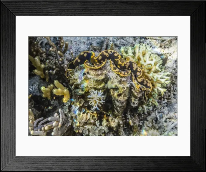 Framed Print : Hard and soft corals and giant clam underwater on Sebayur Island, Komodo Island National Park, Indonesia, Southeast Asia, Asia Framed Print : Hard and soft corals and giant clam underwater on Sebayur Island, Komodo Island National Park, Indonesia, Southeast Asia, Asia