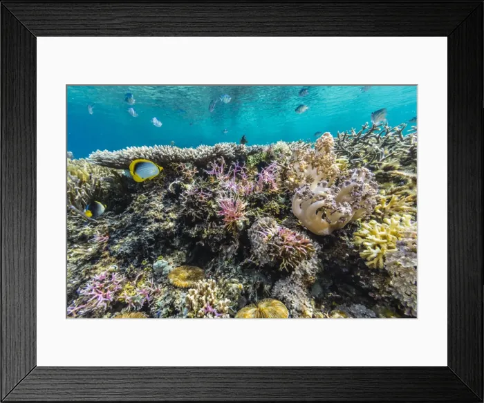 Framed Print : Hard and soft corals and reef fish underwater on Sebayur Island, Komodo Island National Park, Indonesia, Southeast Asia, Asia