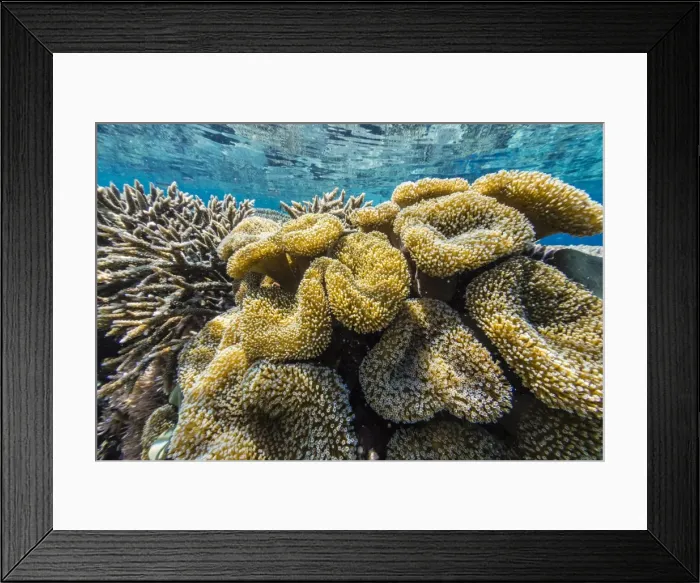 Framed Print : Hard and soft corals and reef fish underwater on Sebayur Island, Komodo Island National Park, Indonesia, Southeast Asia, Asia Framed Print : Hard and soft corals and reef fish underwater on Sebayur Island, Komodo Island National Park, Indonesia, Southeast Asia, Asia