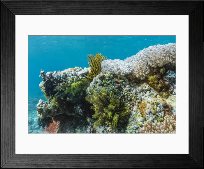 Framed Print : Underwater reef system on pink sand beach, Komodo National Park, Komodo Island, Indonesia, Southeast Asia, Asia Framed Print : Underwater reef system on pink sand beach, Komodo National Park, Komodo Island, Indonesia, Southeast Asia, Asia
