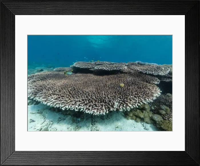 Framed Print : Underwater reef system on pink sand beach, Komodo National Park, Komodo Island, Indonesia, Southeast Asia, Asia