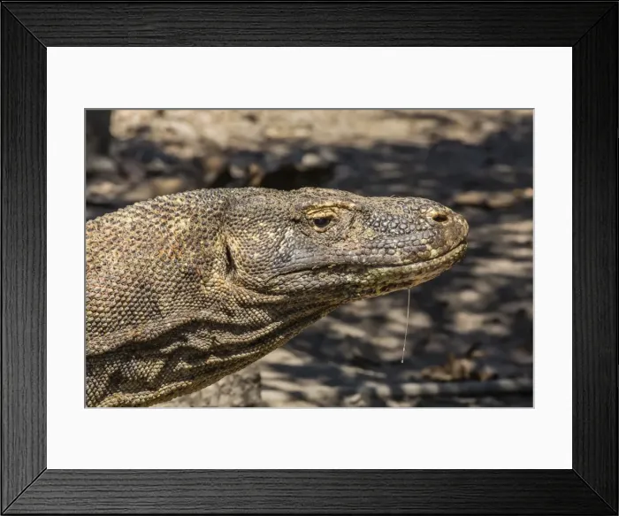 Framed Print : Adult Komodo dragon (Varanus komodoensis), in Komodo National Park, Komodo Island, Indonesia, Southeast Asia, Asia Framed Print : Adult Komodo dragon (Varanus komodoensis), in Komodo National Park, Komodo Island, Indonesia, Southeast Asia, Asia