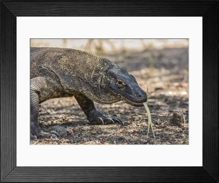 Framed Print : Adult Komodo dragon (Varanus komodoensis), in Komodo National Park, Komodo Island, Indonesia, Southeast Asia, Asia Framed Print : Adult Komodo dragon (Varanus komodoensis), in Komodo National Park, Komodo Island, Indonesia, Southeast Asia, Asia