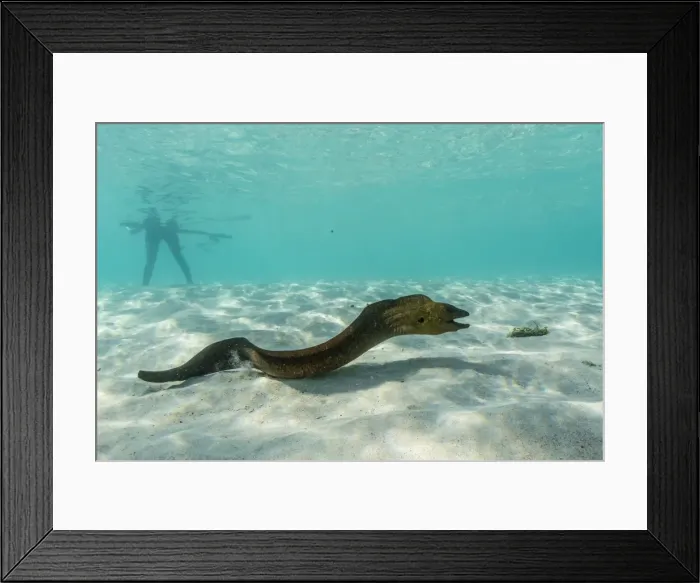 Framed Print : Yellowmargin moray eel (Gymnothorax flavimarginatus) underwater on pink sand beach, Komodo National Park, Komodo Island, Indonesia, Southeast Asia, Asia Framed Print : Yellowmargin moray eel (Gymnothorax flavimarginatus) underwater on pink sand beach, Komodo National Park, Komodo Island, Indonesia, Southeast Asia, Asia