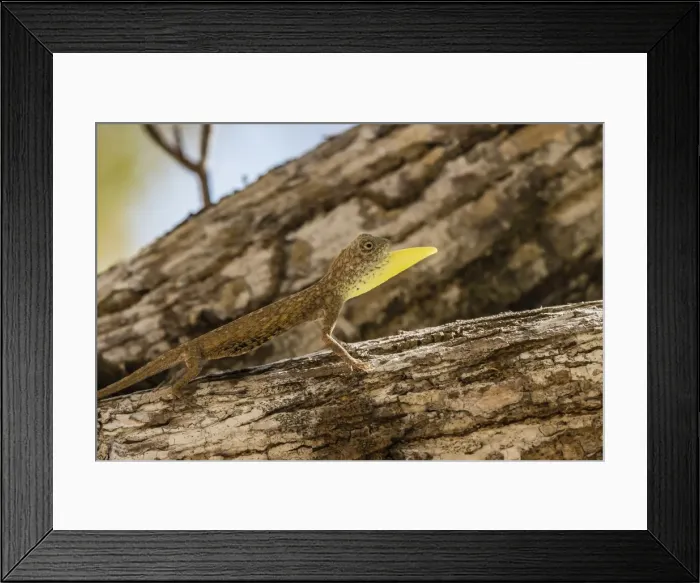 Framed Print : An adult male flying dragon (Draco spp), displaying its dewlap, Komodo National Park, Komodo Island, Indonesia, Southeast Asia, Asia Framed Print : An adult male flying dragon (Draco spp), displaying its dewlap, Komodo National Park, Komodo Island, Indonesia, Southeast Asia, Asia