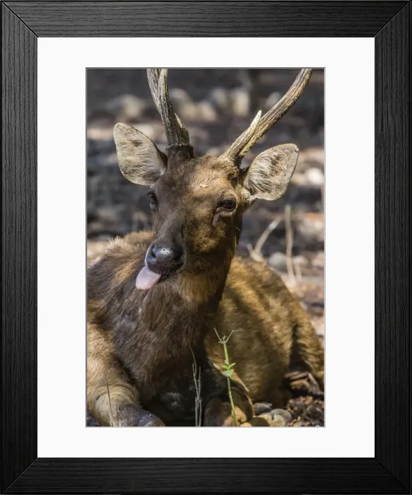Framed Print : Adult buck Timor rusa deer (Cervus timorensis), Komodo National Park, Komodo Island, Indonesia, Southeast Asia, Asia Framed Print : Adult buck Timor rusa deer (Cervus timorensis), Komodo National Park, Komodo Island, Indonesia, Southeast Asia, Asia