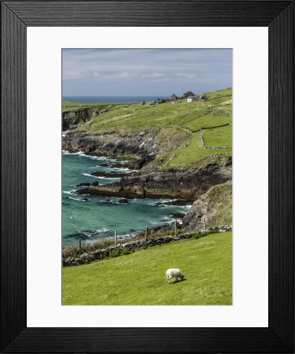 Framed Print : Sheep fences and rock walls along the Dingle Peninsula, County Kerry, Munster, Republic of Ireland, Europe Framed Print : Sheep fences and rock walls along the Dingle Peninsula, County Kerry, Munster, Republic of Ireland, Europe