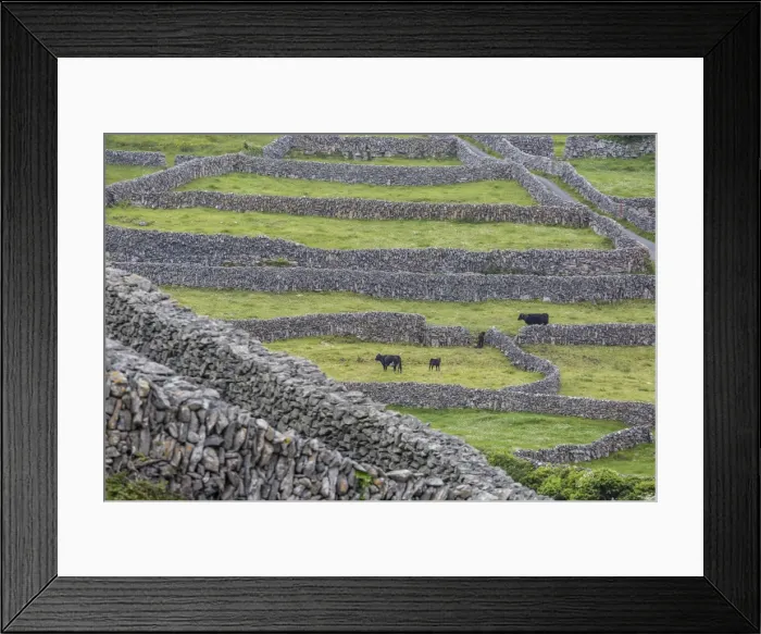 Framed Print : Rock walls create small paddocks for sheep and cattle on Inisheer, the easternmost of the Aran Islands, Republic of Ireland, Europe Framed Print : Rock walls create small paddocks for sheep and cattle on Inisheer, the easternmost of the Aran Islands, Republic of Ireland, Europe