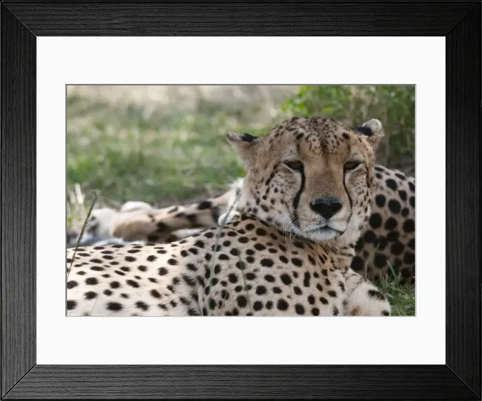 Framed Print : Cheetah (Acinonyx jubatus), Masai Mara, Kenya, East Africa, Africa Framed Print : Cheetah (Acinonyx jubatus), Masai Mara, Kenya, East Africa, Africa