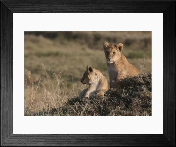 Framed Print : Lion (Panthera leo), Masai Mara, Kenya, East Africa, Africa Framed Print : Lion (Panthera leo), Masai Mara, Kenya, East Africa, Africa