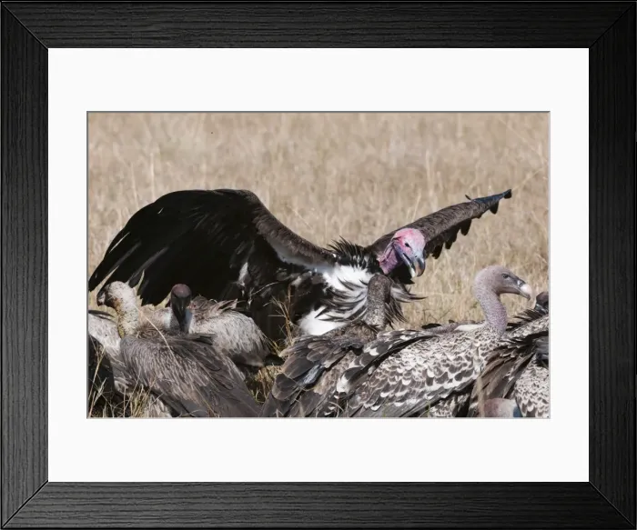 Framed Print : Vultures feeding on a carcass, Masai Mara, Kenya, East Africa, Africa Framed Print : Vultures feeding on a carcass, Masai Mara, Kenya, East Africa, Africa