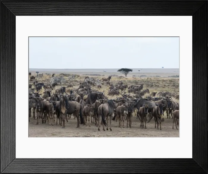 Framed Print : Wildebeest (Connochaetes taurinus) approaching the Mara River, Masai Mara, Kenya, East Africa, Africa Framed Print : Wildebeest (Connochaetes taurinus) approaching the Mara River, Masai Mara, Kenya, East Africa, Africa
