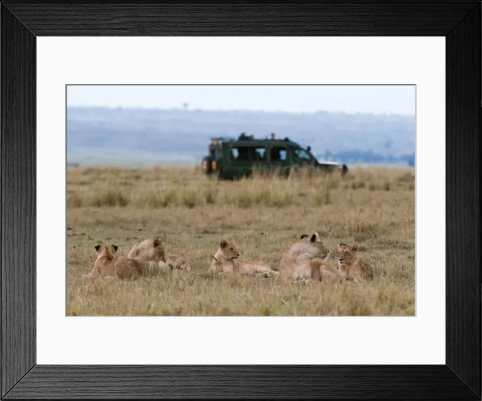 Framed Print : Lion (Panthera leo), Masai Mara, Kenya, East Africa, Africa Framed Print : Lion (Panthera leo), Masai Mara, Kenya, East Africa, Africa