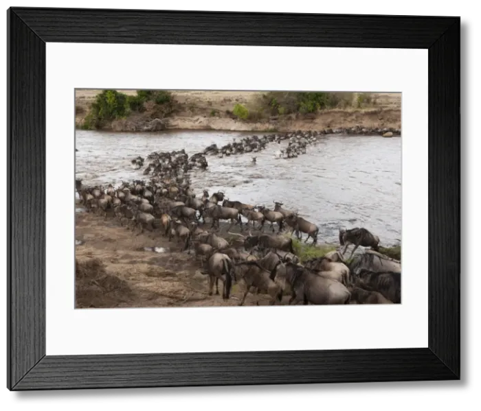 Framed Print : Wildebeest (Connochaetes taurinus) crossing the River Mara, Masai Mara, Kenya, East Africa, Africa Framed Print : Wildebeest (Connochaetes taurinus) crossing the River Mara, Masai Mara, Kenya, East Africa, Africa