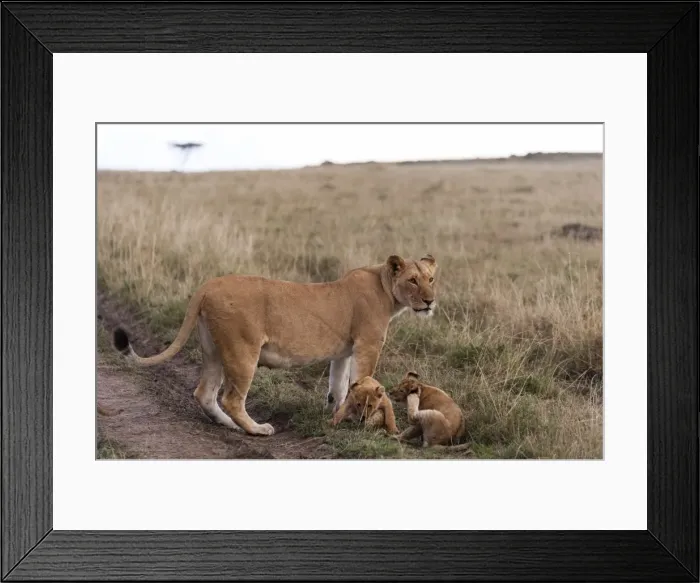 Framed Print : Lion (Panthera leo), Masai Mara, Kenya, East Africa, Africa Framed Print : Lion (Panthera leo), Masai Mara, Kenya, East Africa, Africa