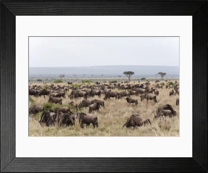 Framed Print : Wildebeest (Connochaetes taurinus), Masai Mara, Kenya, East Africa, Africa Framed Print : Wildebeest (Connochaetes taurinus), Masai Mara, Kenya, East Africa, Africa