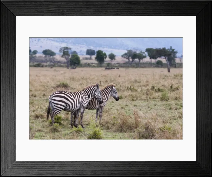 Framed Print : Plains zebra (Equus quagga), Masai Mara, Kenya, East Africa, Africa Framed Print : Plains zebra (Equus quagga), Masai Mara, Kenya, East Africa, Africa