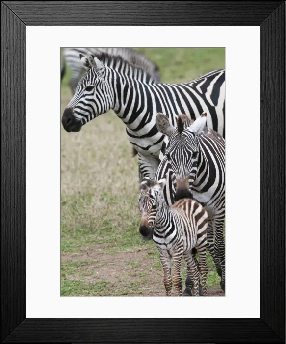 Framed Print : Plains zebra (Equus quagga), Masai Mara, Kenya, East Africa, Africa