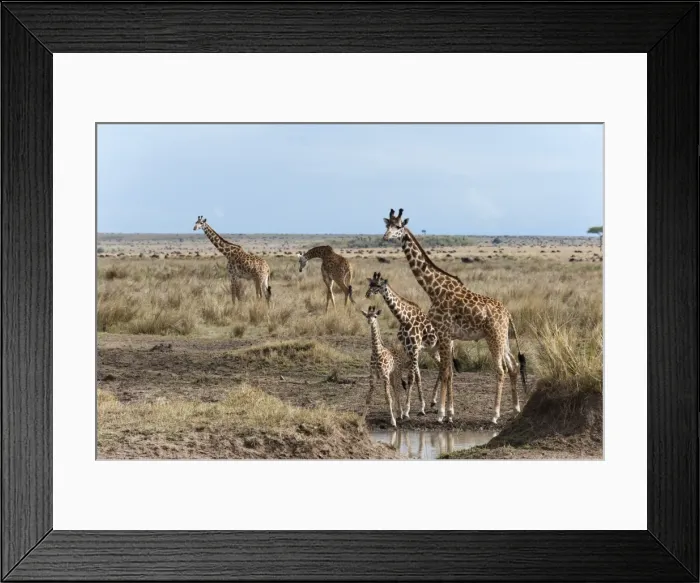 Framed Print : Masai giraffe (Giraffa camelopardalis), Masai Mara, Kenya, East Africa, Africa Framed Print : Masai giraffe (Giraffa camelopardalis), Masai Mara, Kenya, East Africa, Africa