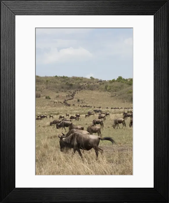 Framed Print : Wildebeest (Connochaetes taurinus), Masai Mara, Kenya, East Africa, Africa Framed Print : Wildebeest (Connochaetes taurinus), Masai Mara, Kenya, East Africa, Africa