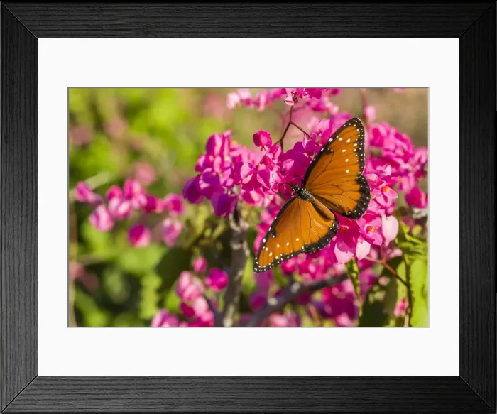 Framed Print : Queen butterfly (Danaus gilippus) on queens wreath (Antigonon leptopus), Himalaya Beach, Sonora, Mexico, North America Framed Print : Queen butterfly (Danaus gilippus) on queens wreath (Antigonon leptopus), Himalaya Beach, Sonora, Mexico, North America