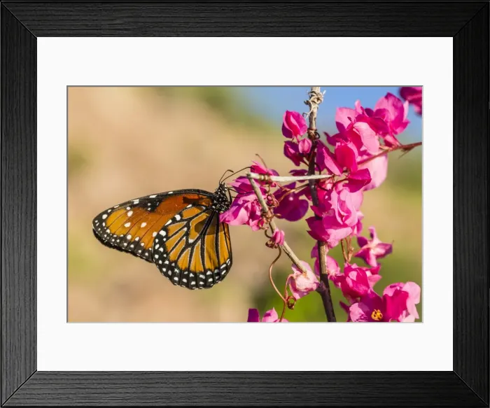 Framed Print : Queen butterfly (Danaus gilippus) on queens wreath (Antigonon leptopus), Himalaya Beach, Sonora, Mexico, North America Framed Print : Queen butterfly (Danaus gilippus) on queens wreath (Antigonon leptopus), Himalaya Beach, Sonora, Mexico, North America