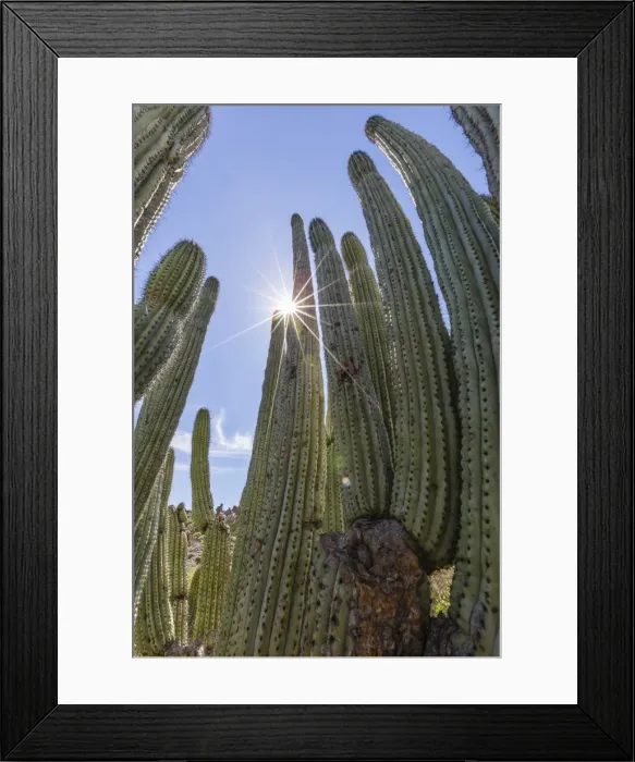 Framed Print : Organ pipe cactus (Stenocereus thurberi), with sunburst, Himalaya Beach, Sonora, Mexico, North America Framed Print : Organ pipe cactus (Stenocereus thurberi), with sunburst, Himalaya Beach, Sonora, Mexico, North America