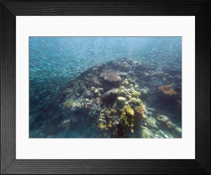 Framed Print : Shoal of sardines, Panagsama Beach, Moalboal, Cebu, The Visayas, Philippines, Southeast Asia, Asia Framed Print : Shoal of sardines, Panagsama Beach, Moalboal, Cebu, The Visayas, Philippines, Southeast Asia, Asia