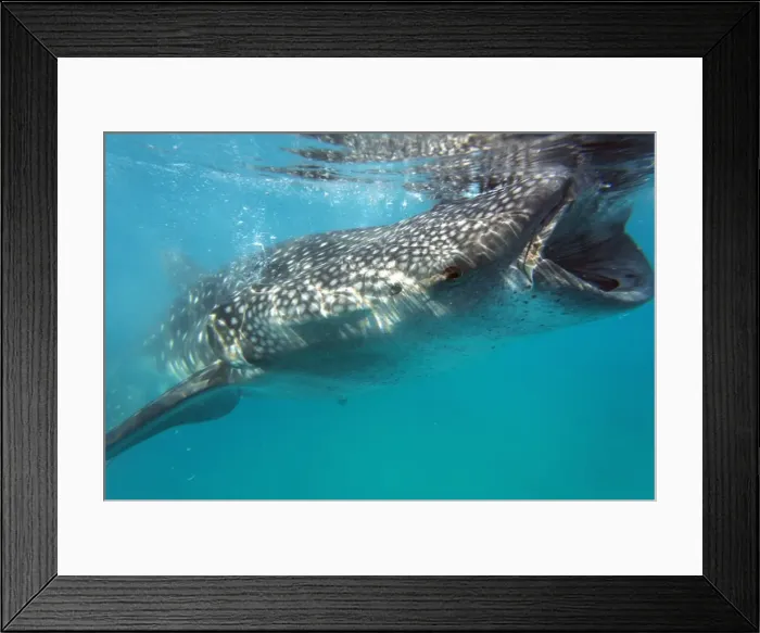 Framed Print : Whale shark (Rhincodon typus), Oslob, Cebu, The Visayas, Philippines, Southeast Asia, Asia Framed Print : Whale shark (Rhincodon typus), Oslob, Cebu, The Visayas, Philippines, Southeast Asia, Asia